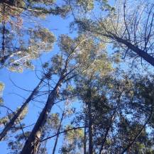 eucalyptustrees